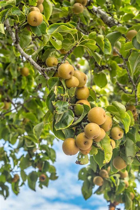 How to Grow and Care for Asian Pear Trees | Gardener's Path