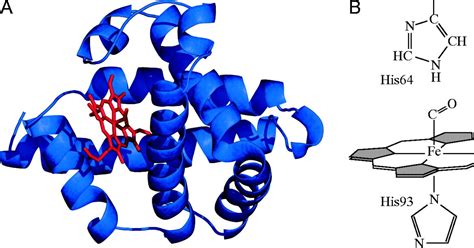 World of Biochemistry (blog about biochemistry): Myoglobin