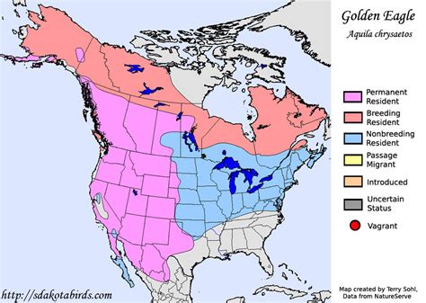 Golden Eagle - Species Range Map