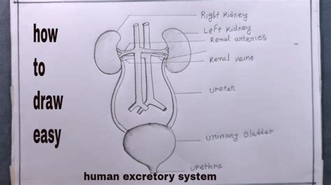 How To Draw Human Excretory System Youtube Excretory System | Images ...