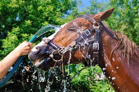 Heat, Horses & Anhidrosis: A Summer Nightmare - Horse and Rider Living