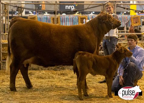 Houston Livestock Show | Junior Red Brangus | The Pulse