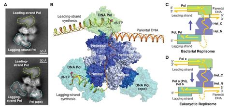 Architecture of T7 replisome. (A) Representative 2D-classified ...