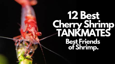 12 Best Cherry Shrimp Tank Mates (And Who To Avoid) - YouTube