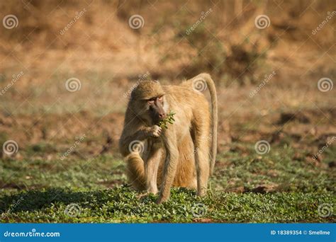 Yellow baboon stock photo. Image of luangwa, family, back - 18389354