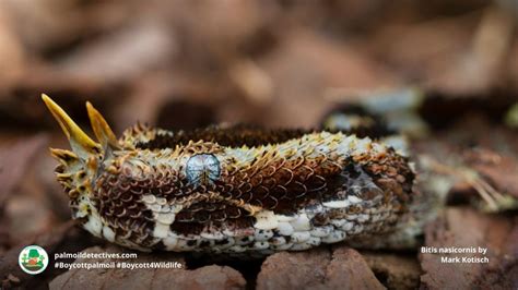 Butterfly Viper Bitis nasicornis – Palm Oil Detectives