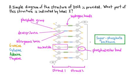 Question Video: Identifying the Components of DNA | Nagwa