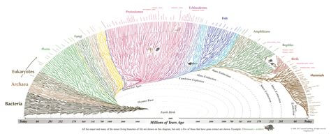 Evogeneao: The Tree of Life | Phylogenetic tree, Science infographics ...