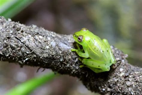 Fun Glass Frog Facts For Kids