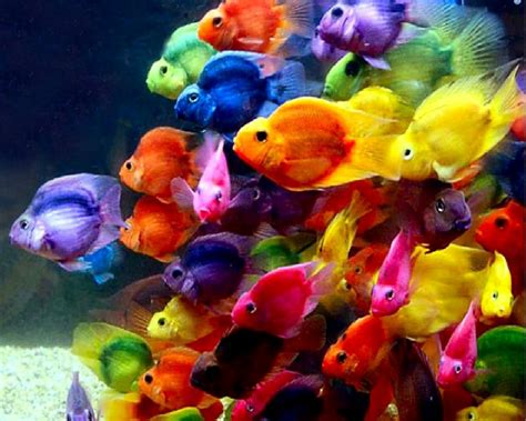 Beautiful Wallpapers: beautiful fish wallpaper