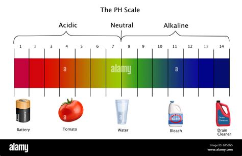 Diagram of the pH scale with examples of acidic, neutral and alkaline ...