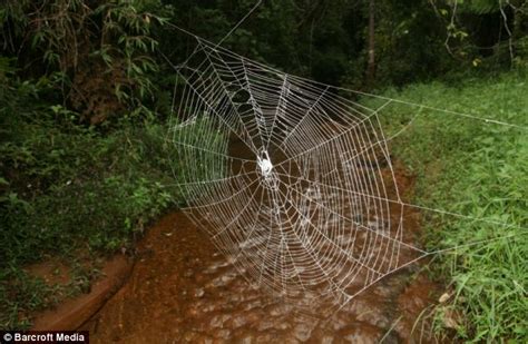 World's biggest spider web stretches more than 80 feet across river ...