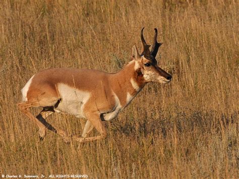 American Pronghorn Antelope Buck running at full speed IMG_8037 - a ...