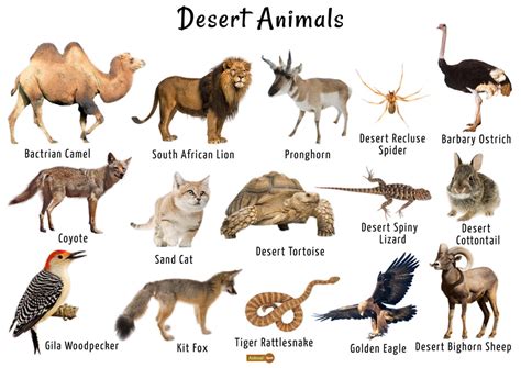 Desert Animals List, Facts, Adaptations, Diet, Pictures