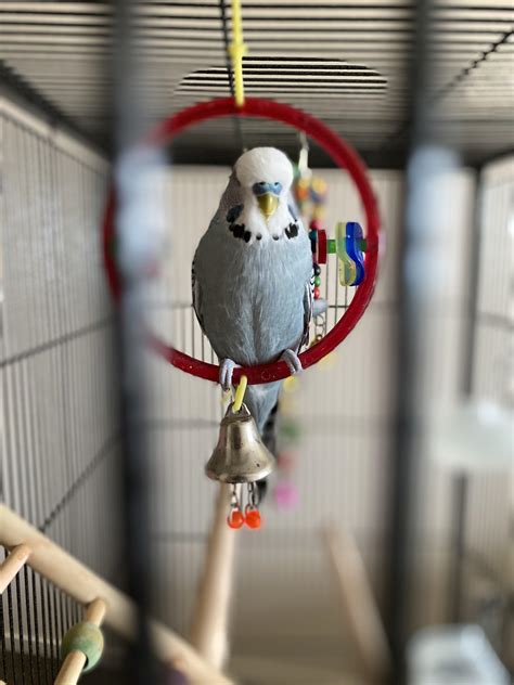 blue likes his new cage 🥰 : r/budgies