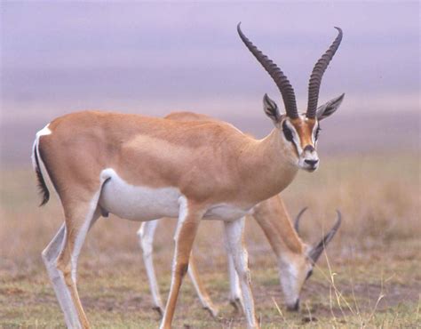 Grant's Gazelle | African Wildlife Foundation | Animals, Gazelle ...