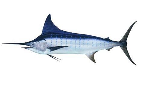 Ikan Marlin - Homecare24