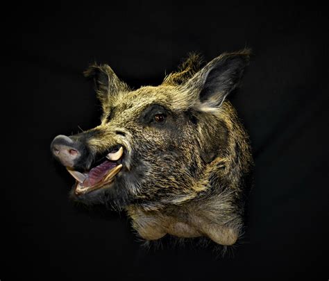 Texas Hog Hunting Package | AfricaHunting.com