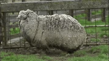 Sheep Shearing GIFs - Find & Share on GIPHY