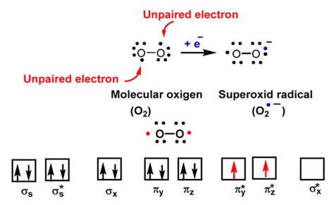 IJMS | Free Full-Text | Superoxide Anion Chemistry—Its Role at the Core ...