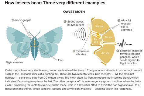 Awesome Ears: The Weird World of Insect Hearing | Discover Magazine