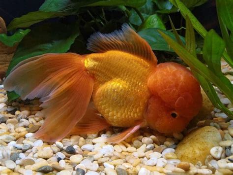 Do Goldfish Sleep? How To Tell And For How Long