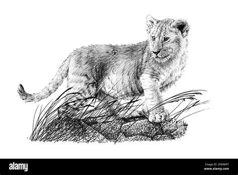 Lion cub head Black and White Stock Photos & Images - Alamy