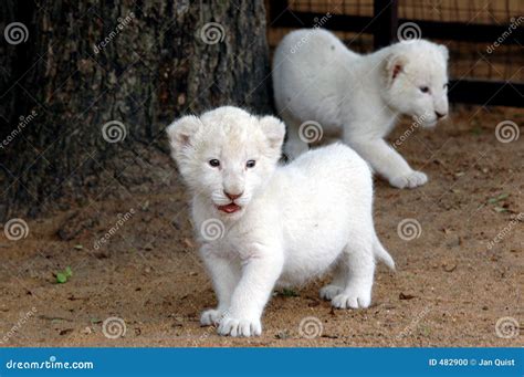 White lion cubs stock photo. Image of panthera, genetic - 482900