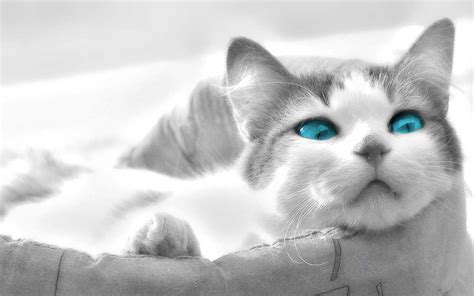 Beautiful Blue Eyes - Cats Wallpaper (16249915) - Fanpop