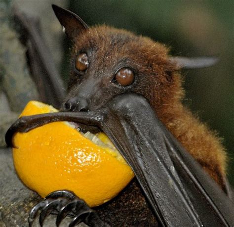 Fruit Bat Drinking Orange Juice - Bat Facts and Information