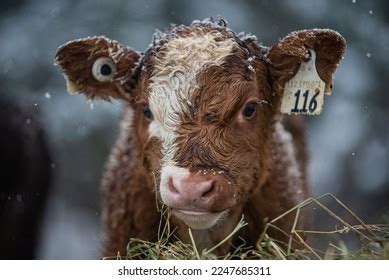 124 Clean Simmental Images, Stock Photos & Vectors | Shutterstock