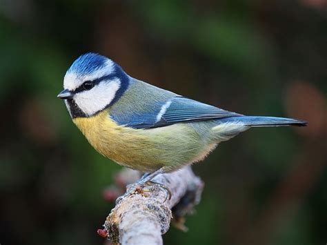 Five Kinds of Chickadees | Outside My Window