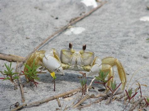 How To Catch Ghost Crabs And Can You Eat Them?