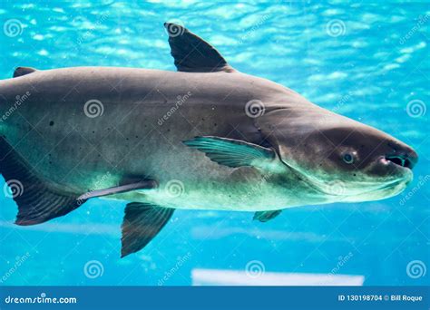 An Endangered Mekong Giant Catfish Pangasianodon Gigas while Swimming ...