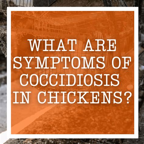 What Are Symptoms Of Coccidiosis In Chickens?