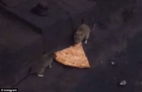 Pizza rats in New York City are back in new Instagram video | Daily ...