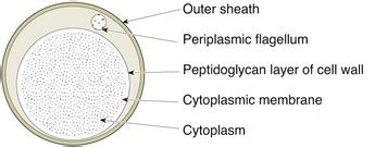 The spirochaetes | Veterian Key