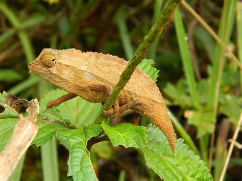 Pygmy Chameleon Care Sheet | Dubia.com