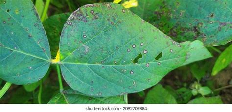 877 Plant Diseases Caused By Bacteria Images, Stock Photos & Vectors ...