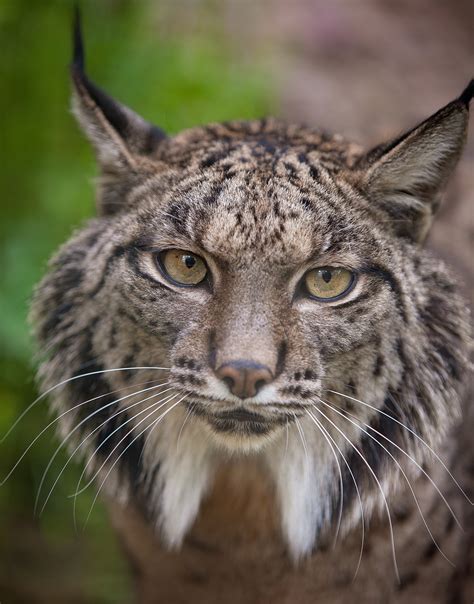 Iberian lynx guide: species facts and where they live in the wild ...