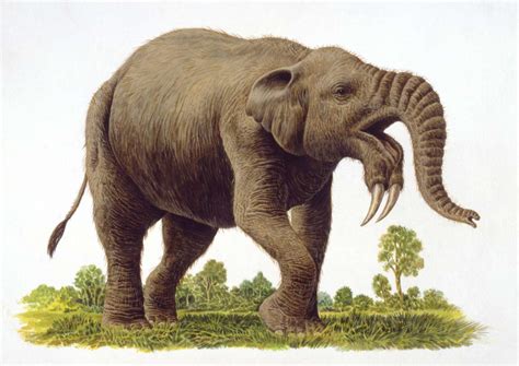 North African Elephant Extinct