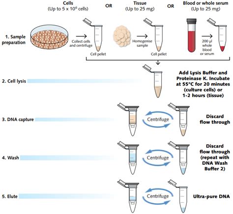 Dna Extraction Techniques