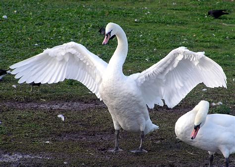 File:Swan.spreads.wings.arp.jpg