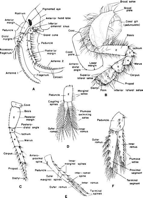 Basic gammaridean amphipod body appendages (not to scale). A-head ...