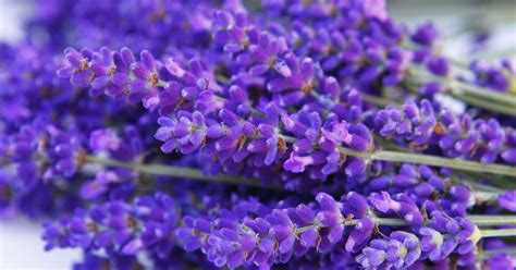 Different Varieties Of Lavender - Lavender Plant