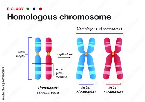 Biology diagram present structure of homologous chromosome in living ...