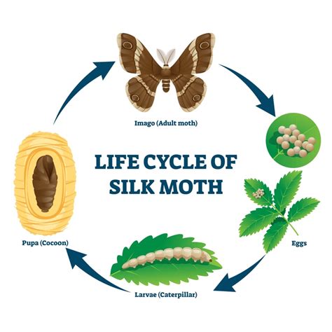 Moth Facts, Information, and Control Tips | Terminix