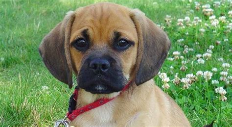 Puggle, Ehow, Training Tips, Labrador Retriever, Puppies, Dogs, Wall ...