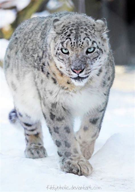 Snow Leopard - Cats Photo (37249014) - Fanpop