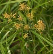 What Does Nutsedge Look like | Nutsedge Weed Identification Guide